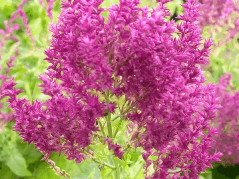 Salvia nem. 'Schwellenburg'