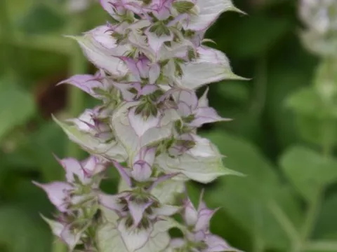 Salvia sclarea