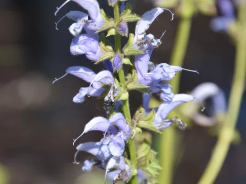 Salvia prat. 'Sky Dance'