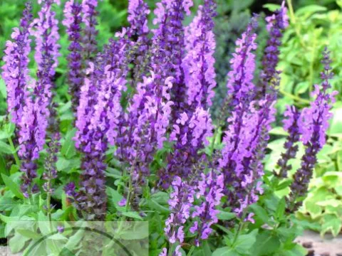 Salvia nem. 'Sensation Medium Pink'