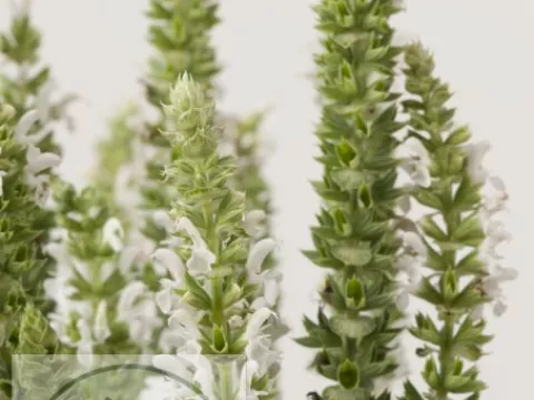 Salvia nem. 'Sensation Medium White'