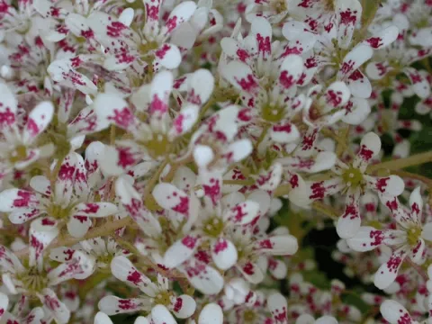 Saxifraga cot. 'Southside Seedling'