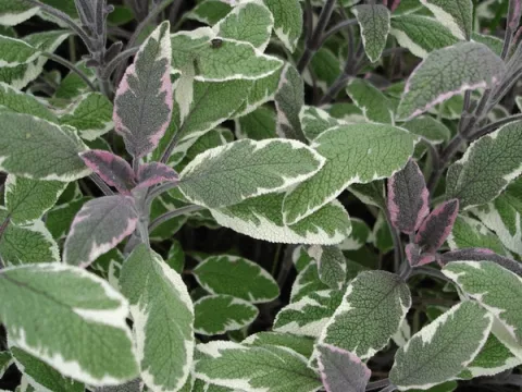 Salvia off. 'Tricolor'