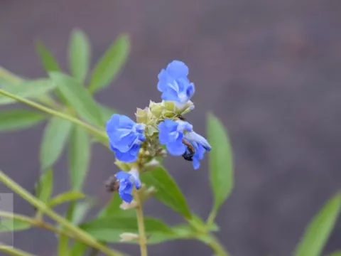 Salvia uliginosa