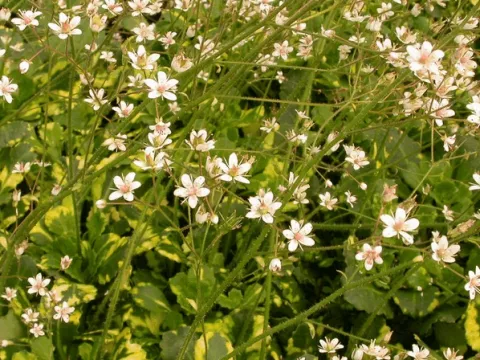 Saxifraga urbium 'Variegata'