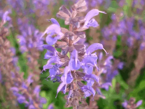 Salvia nem. 'Viola Klose'