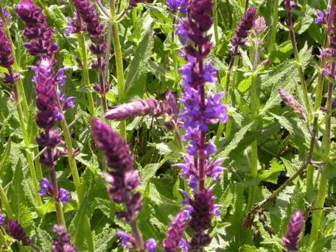 Salvia nem. 'Wesuwe'
