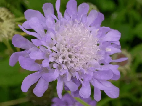 Scabiosa japonica var. alpina