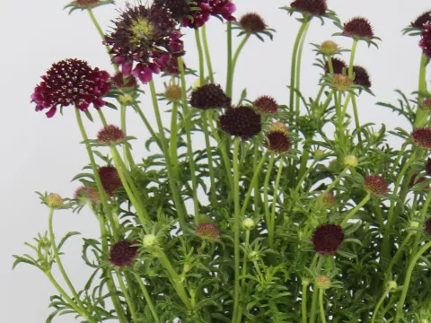 Scabiosa hybr. 'Barocca'