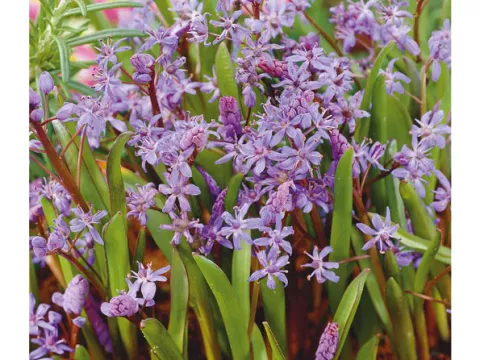 Scilla bifolia (praecox)