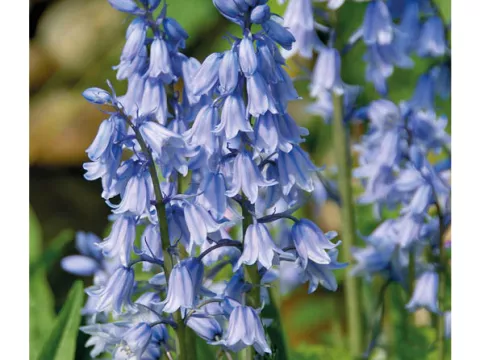 Scilla campanulata 'Blue'