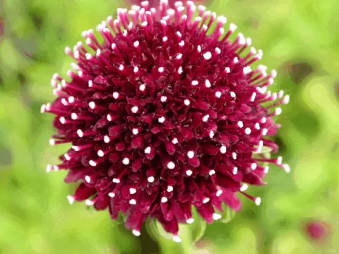 Scabiosa hybr. 'Chile Black'