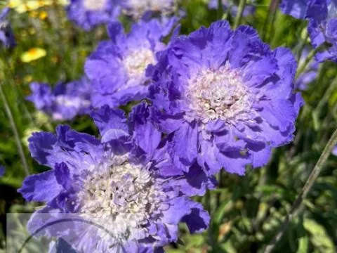 Scabiosa cauc. 'Clive Greaves'