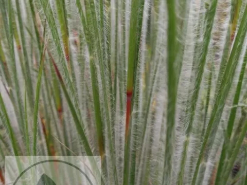 Schizachyrium scoparium 'Ha Ha Tonka' PBR