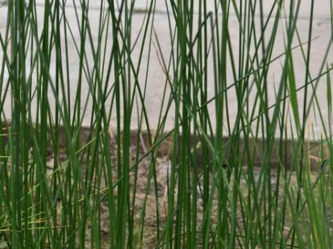 Schoenoplectus lacustris (Scirpus)