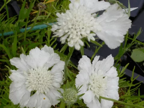Scabiosa cauc. 'Miss Willmott'