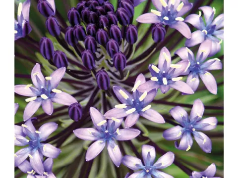 Scilla peruviana
