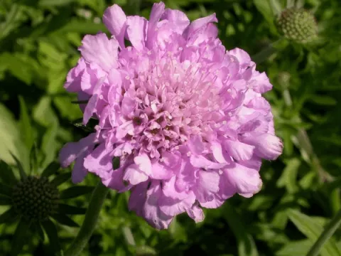 Scabiosa columb. 'Pink Mist'