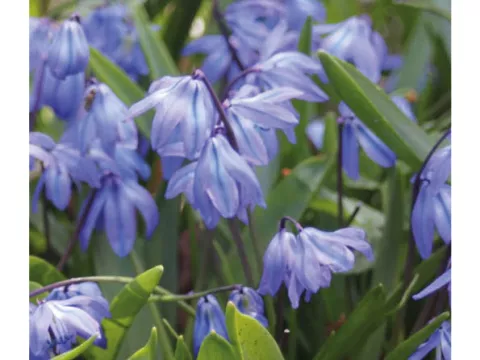 Scilla sibirica 'Spring Beauty'
