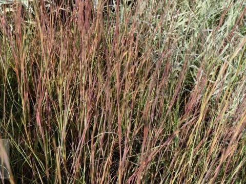 Schizachyrium scoparium