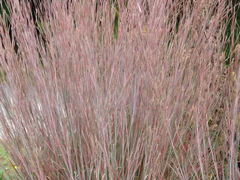 Schizachyrium scoparium 'Standing Ovation'
