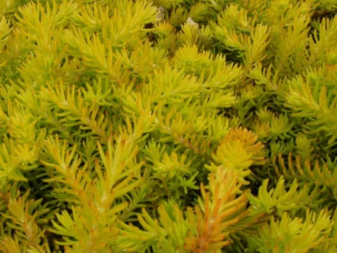 Sedum refexum 'Angelina'