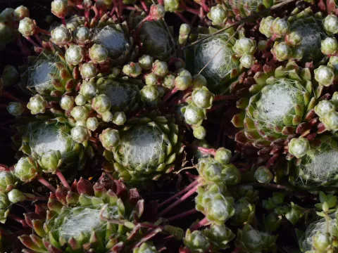 Sempervivum arachnoideum