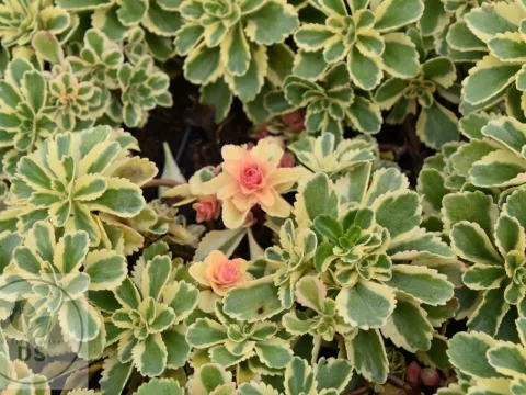 Sedum takesimense 'Atlantis' PBR