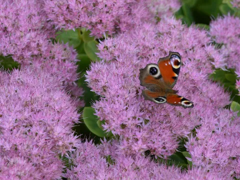 Sedum spectabile 'Brillant'