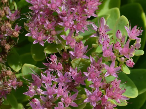 Sedum hybride 'Carmen'