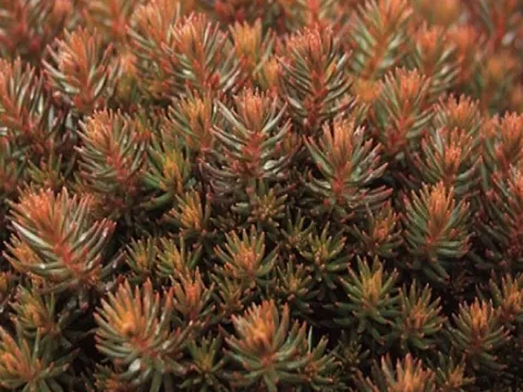 Sedum hybride 'Chocolate Ball'