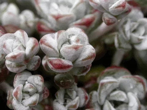 Sedum spath. 'Cape Blanco'