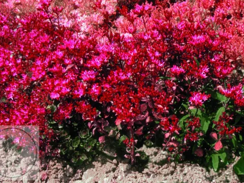 Sedum spurium 'Coccineum'