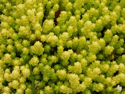 Sedum acre 'Elegans'