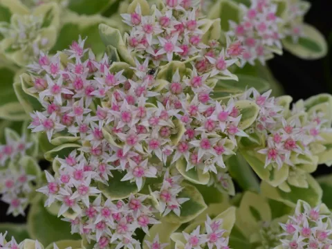 Sedum hybride 'Frosty Morn'