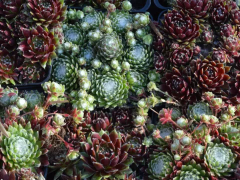 Sempervivum gemengd