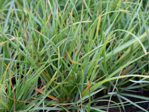 Sesleria heufleriana