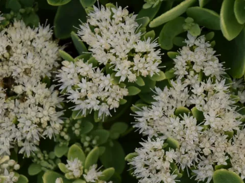 Sedum spectabile 'Iceberg'