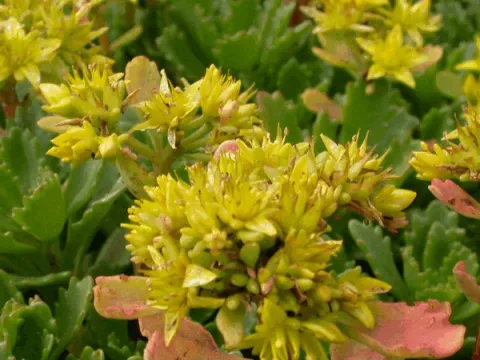 Sedum hybride 'Immergrünchen'