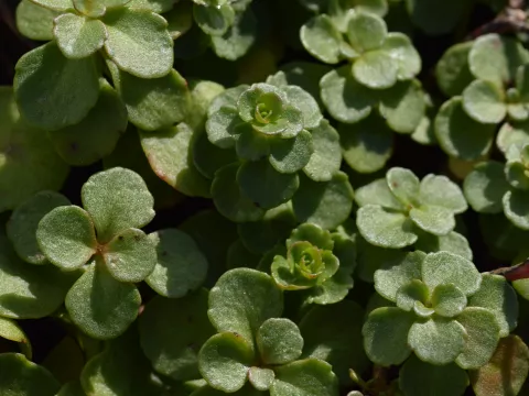 Sedum kamtschaticum