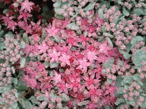 Sedum cauticola 'Lidakense'