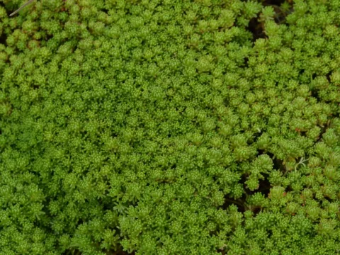 Sedum lydium