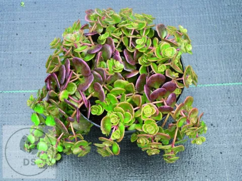 Sedum makinoi