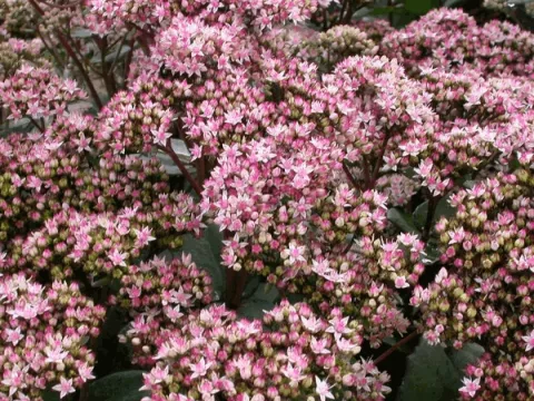 Sedum hybride 'Matrona'