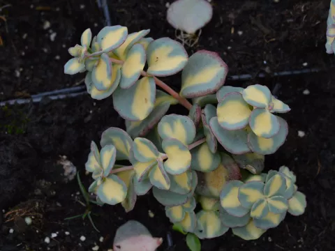 Sedum sieboldii 'Mediovariegatum'