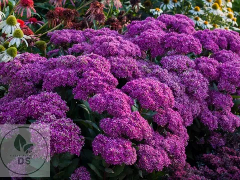 Sedum hybride 'Mr Goodbud'