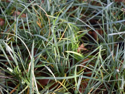 Sesleria nitida