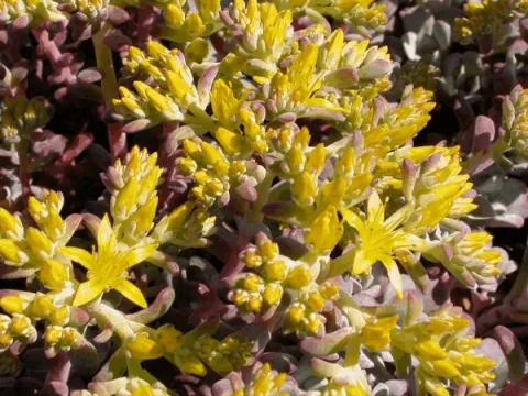 Sedum spath. 'Purpureum'