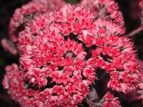 Sedum hybride 'Red Cauli'