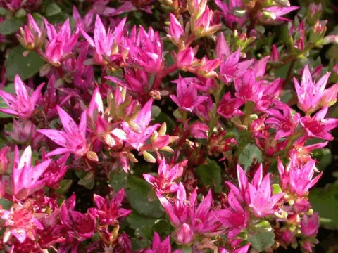 Sedum spurium 'Schorbuser Blut'